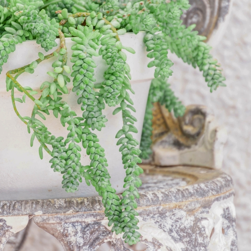 Sedum als Zimmerpflanze