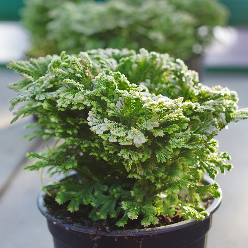 Zimmerselaginella