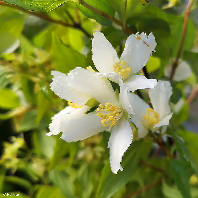Philadelphus - Bauernjasmin