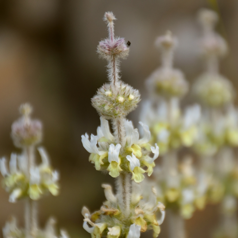 Sideritis - Gliedkräuter
