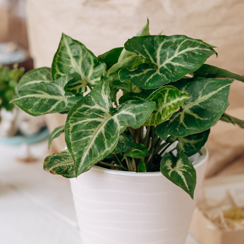 Syngonium - Purpurtute