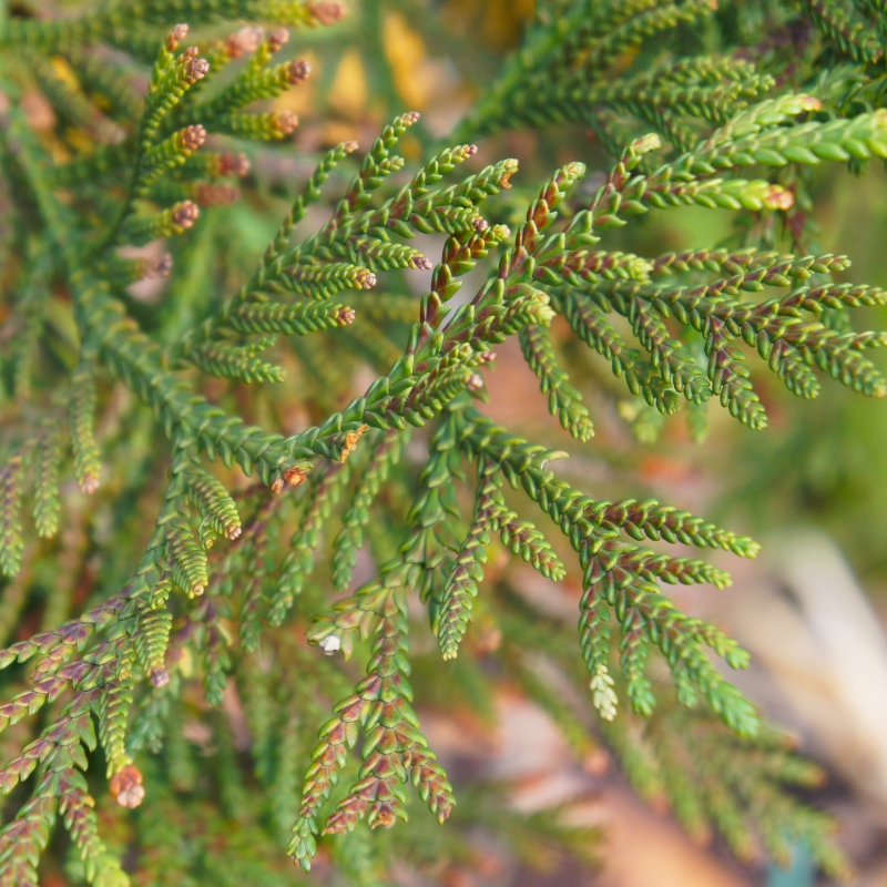 Thujopsis - Hiba-lebensbaum