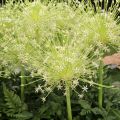 Allium schubertii Arctic Snow - Schuberts Lauch