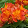 Alstroemère ou Alstroemeria Inca Classic