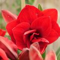 Hippeastrum Double Dragon -  Ritterstern