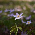 Anemone nemorosa Robinsoniana - Anémone des bois