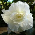 Begonie Blanc - Begonia grandiflora
