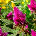 Celosia spicata Kelos Fire Purple - Brandschopf