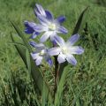 Chionodoxa luciliae - Schneestolz
