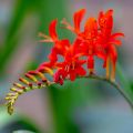 Montbretie Lucifer - Crocosmia