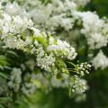 Deutzia gracilis - Zierliche Deutzie