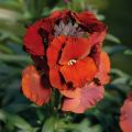 Garten-Goldlack Winter Passion - Erysimum