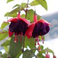 Fuchsia Voodoo