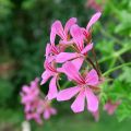 Hängegeranie Balcon Lilas, Lila - Pelargonium