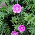 Geranium sanguineum Elke - Blutstorchschnabel