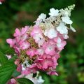 Rispenhortensie Pinky Winky - Hydrangea paniculata