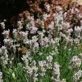 Lavandula angustifolia Rosea - Echter Lavendel