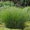 Miscanthus sinensis Gracillimus - Eulalie 