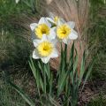 Narcissus Ice Follies