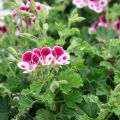 Duftende Pelargonie Mosquitaway Nova - Pelargonium