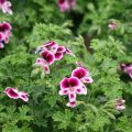 Duftende Pelargonie Mosquitaway Eva - Pelargonium