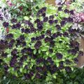 Pétunia Black Ray