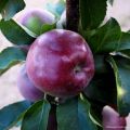 Säulenapfel Chinon Delcoblu - Malus domestica