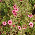 Potentilla nepalensis Miss Willmot - Nepal-Fingerkraut