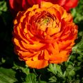 Ranunkel Vortex F1 Orange - Ranunculus