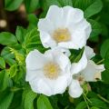 Rosier rugosa Alba