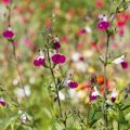 Sauge arbustive Amethyst Lips - Salvia greggii