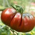 Tomate Russe rouge en plants