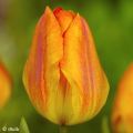 Frühe Einfache Tulpe Generaal De Wet