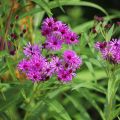 Vernonia crinita Vernonia crinita - Scheinaster