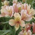 Alstroemeria Inca Ice - Inkalilie