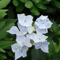 Hydrangea Renaissance - Hortensie