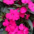 Impatiens SunPatiens Compact Purple