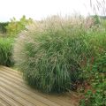 Miscanthus sinensis Adagio - Roseau de Chine