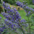 Vitex agnus-castus Delta Blues - Keuschbaum
