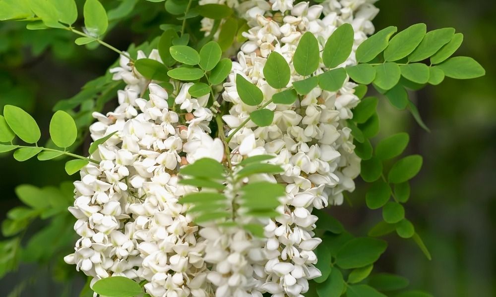 Derzeit über 500 Sorten im Sonderangebot!