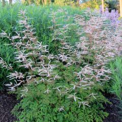 Aruncus Horatio - Geissbart