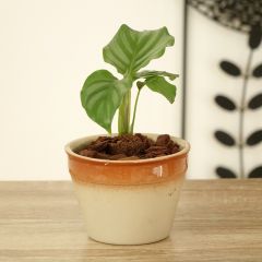 Calathea orbifolia - Korbmaranten