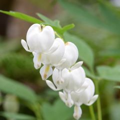 Dicentra spectabilis Alba - Tränendes Herz