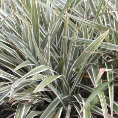 Dianella tasmanica Variegata - Blaue Flachslilie