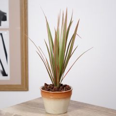 Dracaena Bicolor - Drachenbaum