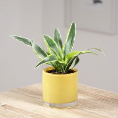 Dracaena Lemon Surprise - Drachenbaum