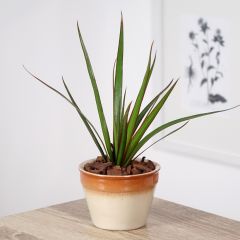 Dracaena marginata - Drachenbaum