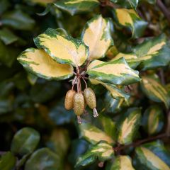 Stechende Ölweide Maculata - Elaeagnus pungens