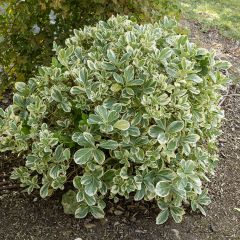 Japanischer Spindelstrauch Bravo - Euonymus japonicus