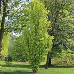 Rotbuche Dawyck Gold - Fagus sylvatica
